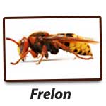 Frelon G.S.E.I Jean Ricard Exterminateur