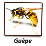 Guêpe G.S.E.I Jean Ricard Exterminateur