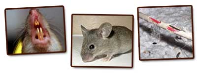 Rongeurs G.S.E.I Jean Ricard Exterminateur